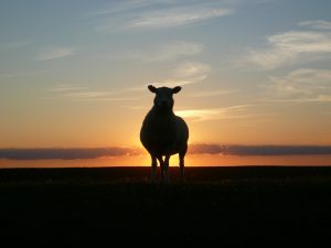 A bellwether sheep